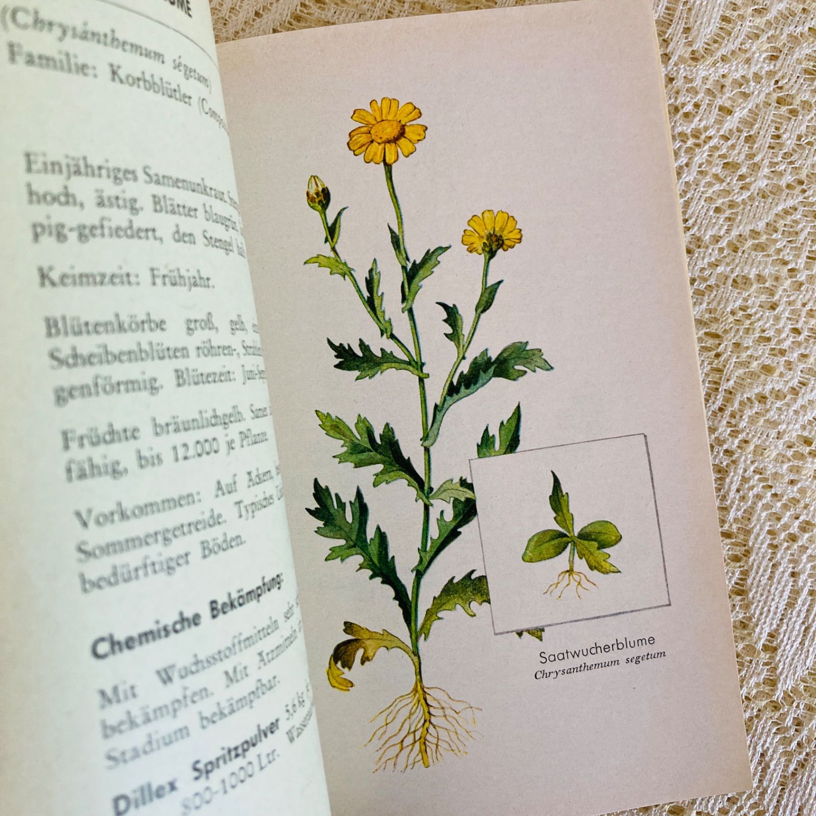 ドイツ語のヴィンテージ野草図鑑 植物図鑑 洋書・古書 - メルカリ