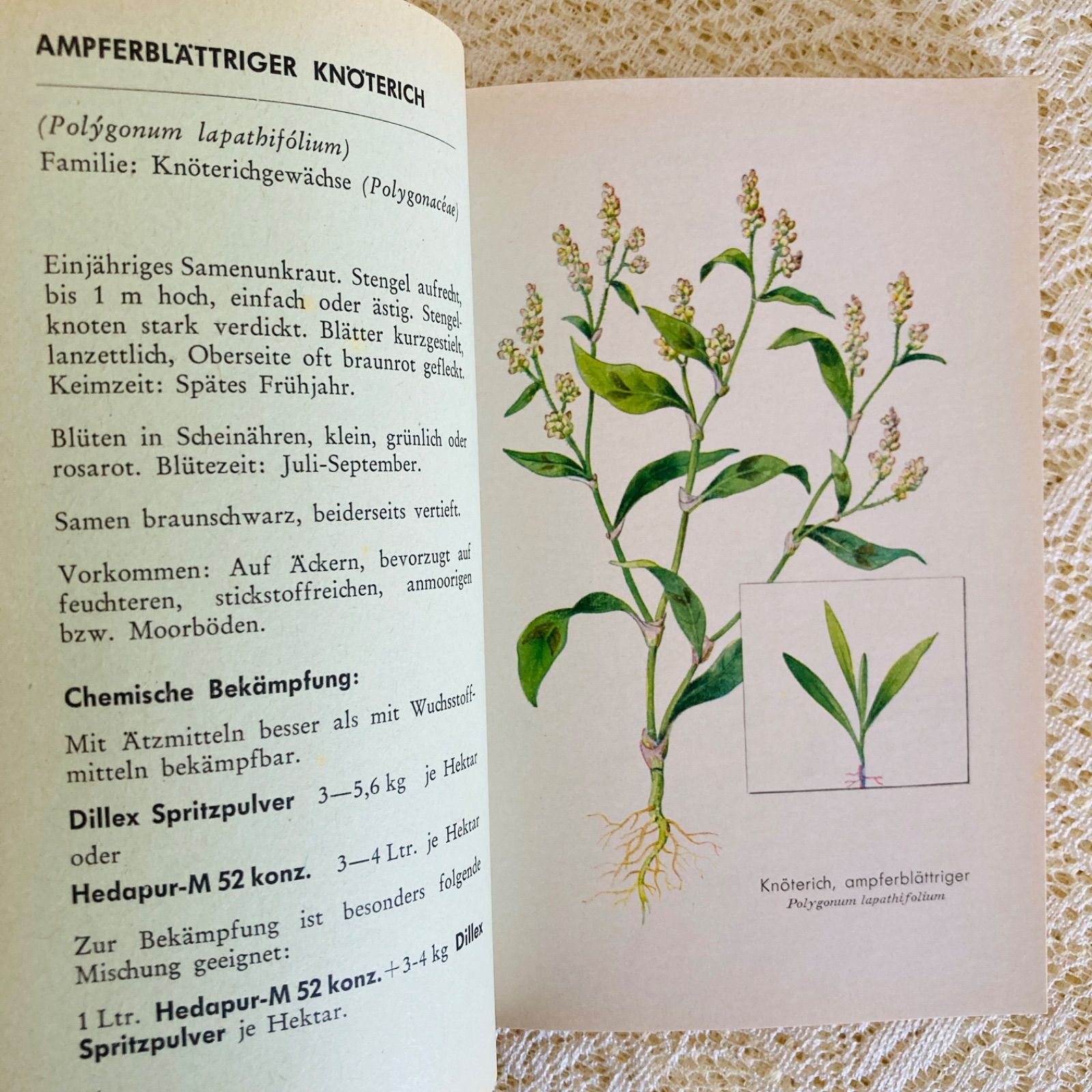 ドイツ語のヴィンテージ野草図鑑 植物図鑑 洋書・古書 - メルカリ