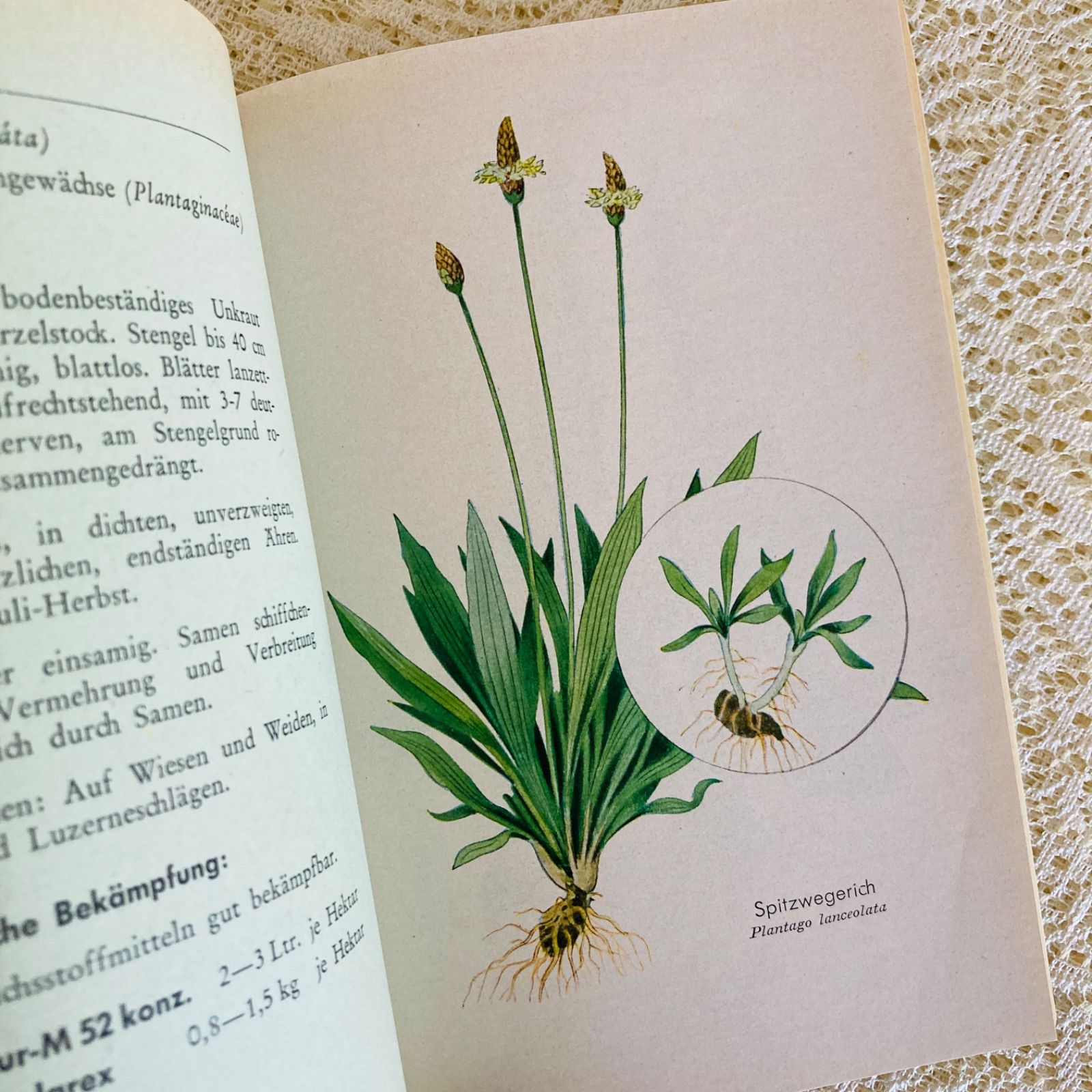 ドイツ語のヴィンテージ野草図鑑 植物図鑑 洋書・古書 - メルカリ