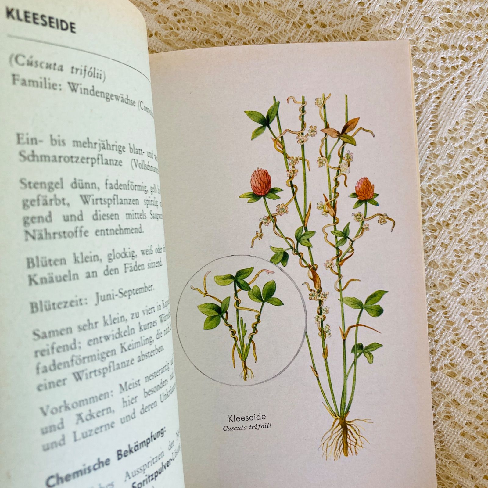 ドイツ語のヴィンテージ野草図鑑 植物図鑑 洋書・古書 - メルカリ
