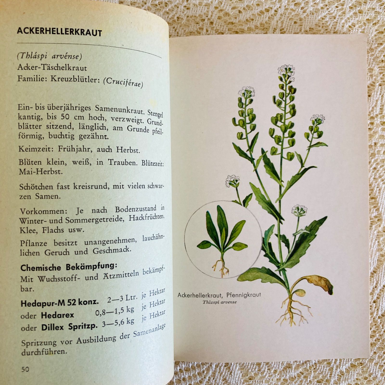 ドイツ語のヴィンテージ野草図鑑 植物図鑑 洋書・古書 - メルカリ