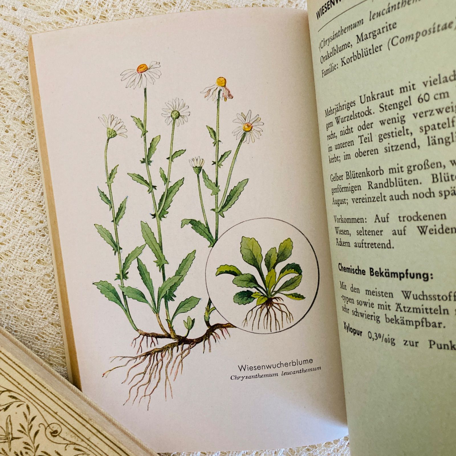 ドイツ語のヴィンテージ野草図鑑 植物図鑑 洋書・古書 - メルカリ