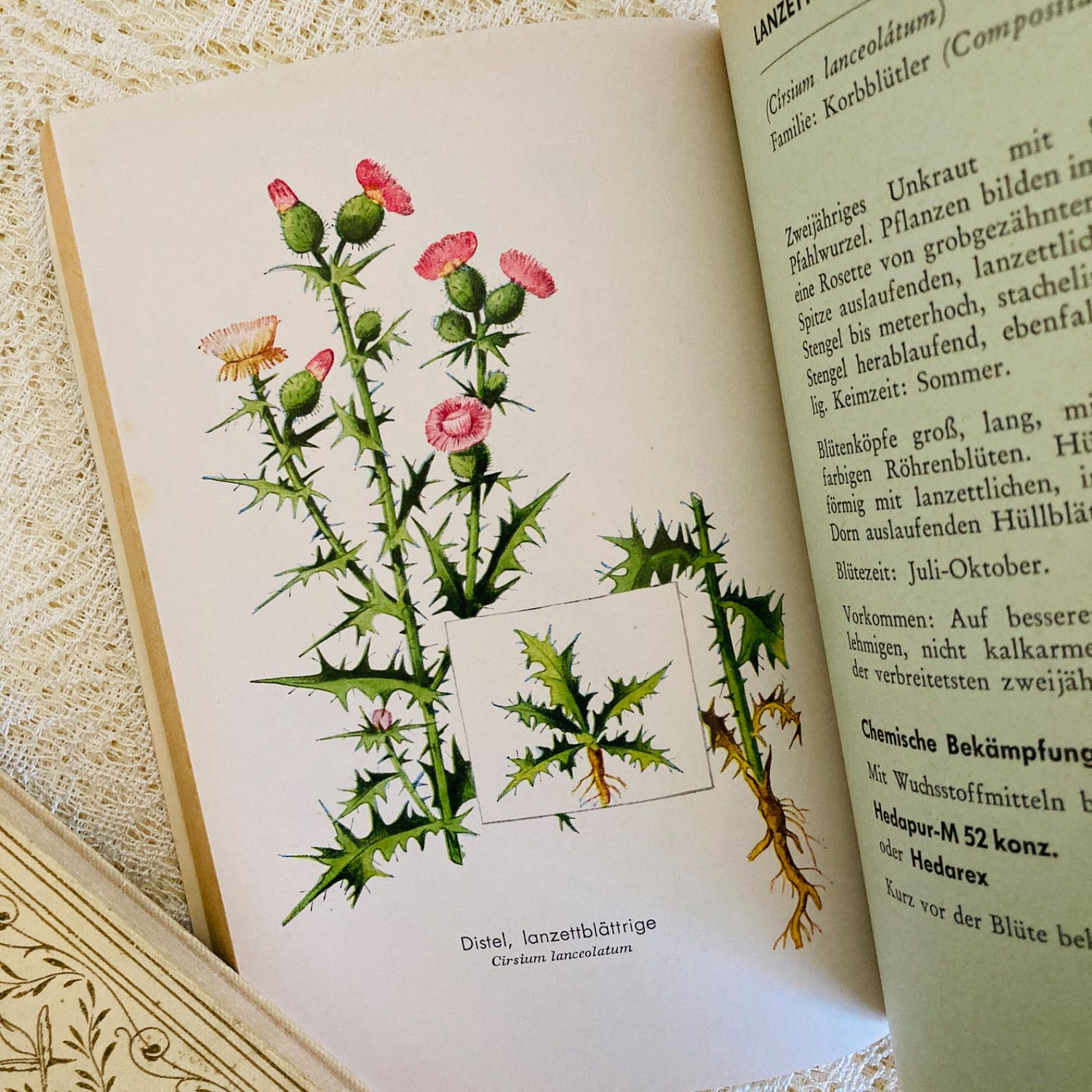ドイツ語のヴィンテージ野草図鑑 植物図鑑 洋書・古書 - メルカリ