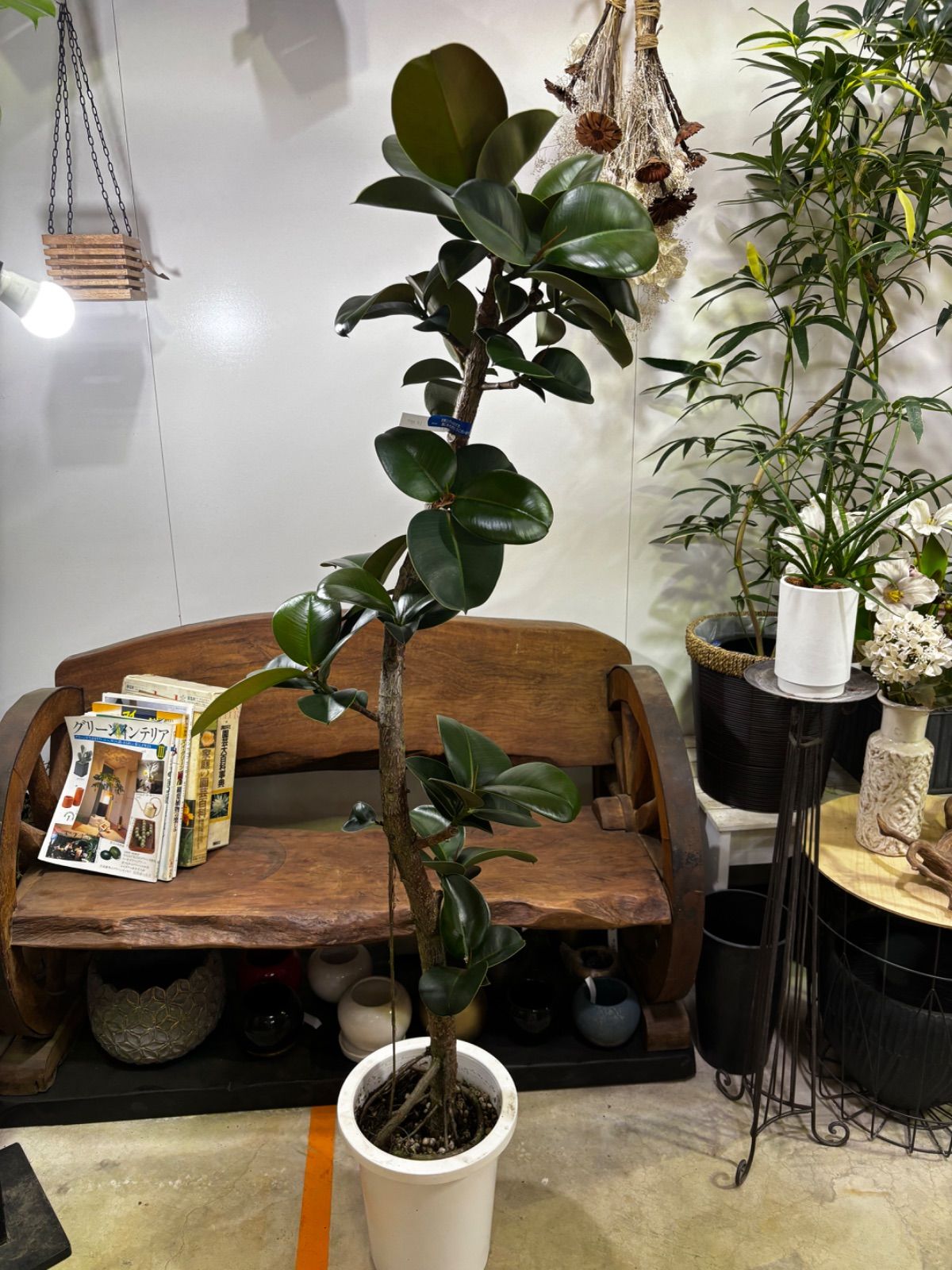 フィカス・ソフィア 8号 観葉植物 ゴムの木 インテリア グリーン 小葉 