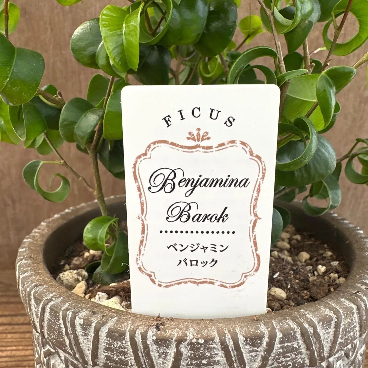ベンジャミン バロック 茶色ポット 現品 Ficus benjamina barok 陶器鉢 