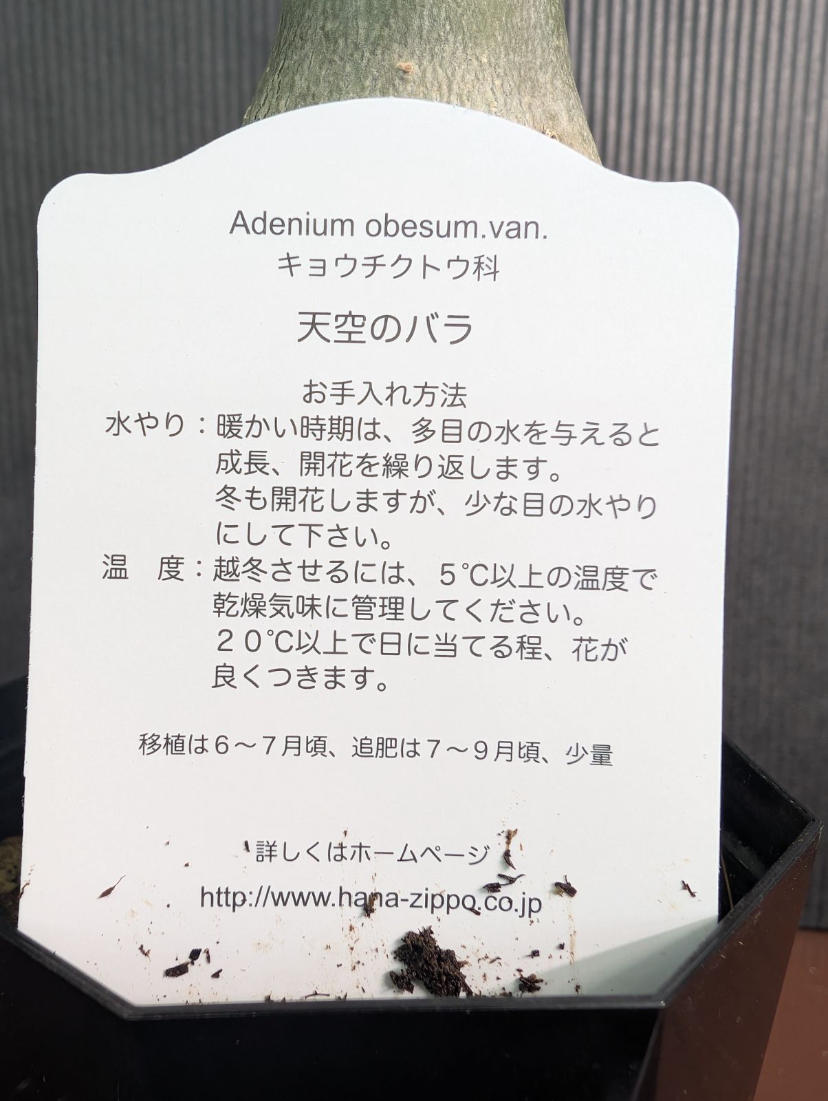 観葉植物 八重咲きのアデニウム　天空のバラ　ミゲル　ピンク　4寸鉢