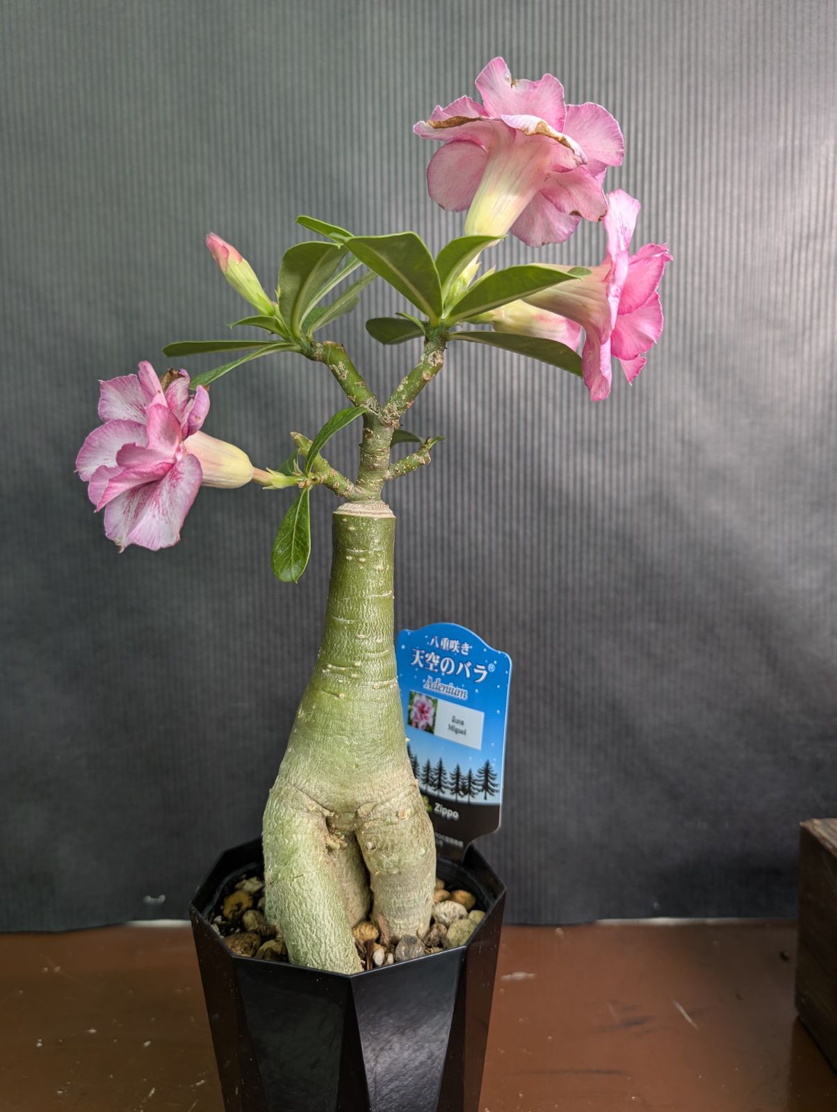 観葉植物 八重咲きのアデニウム　天空のバラ　ミゲル　ピンク　4寸鉢