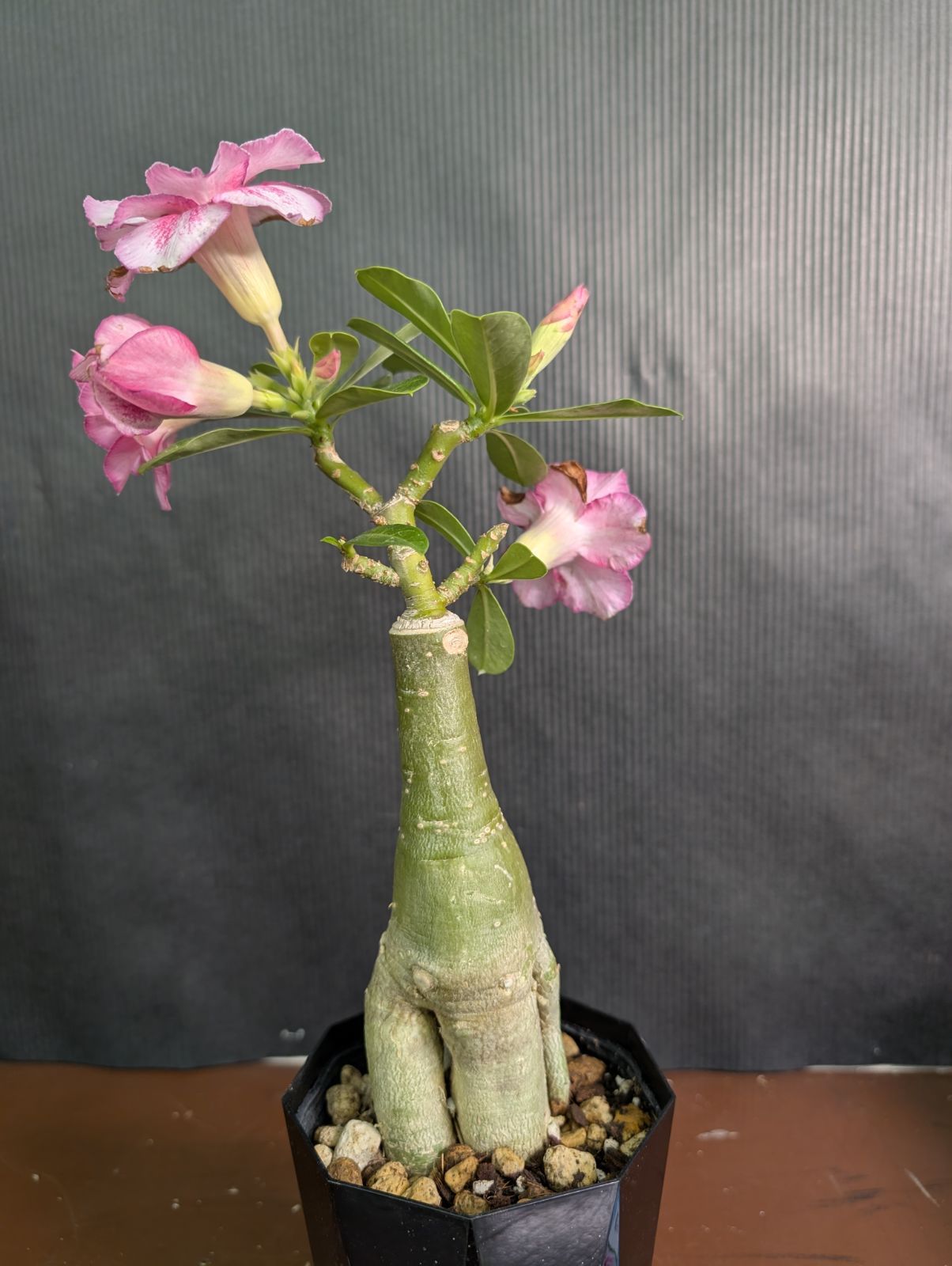 観葉植物 八重咲きのアデニウム　天空のバラ　ミゲル　ピンク　4寸鉢