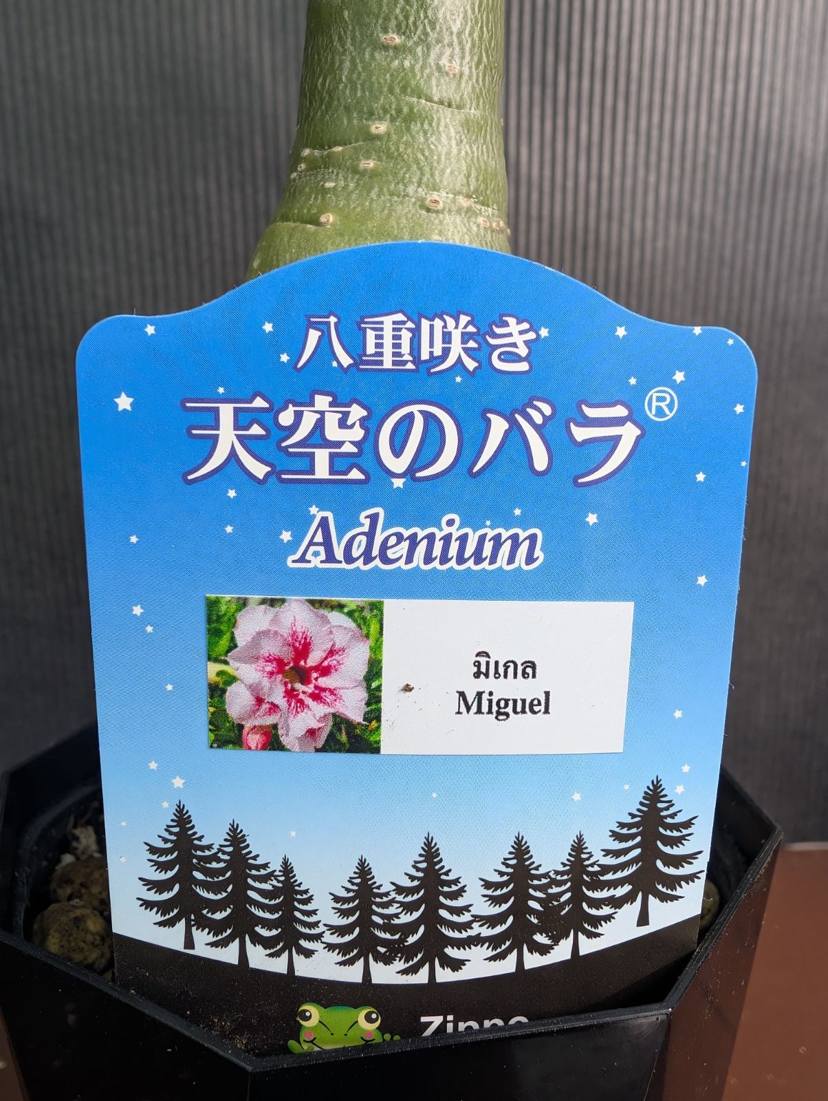 観葉植物 八重咲きのアデニウム　天空のバラ　ミゲル　ピンク　4寸鉢