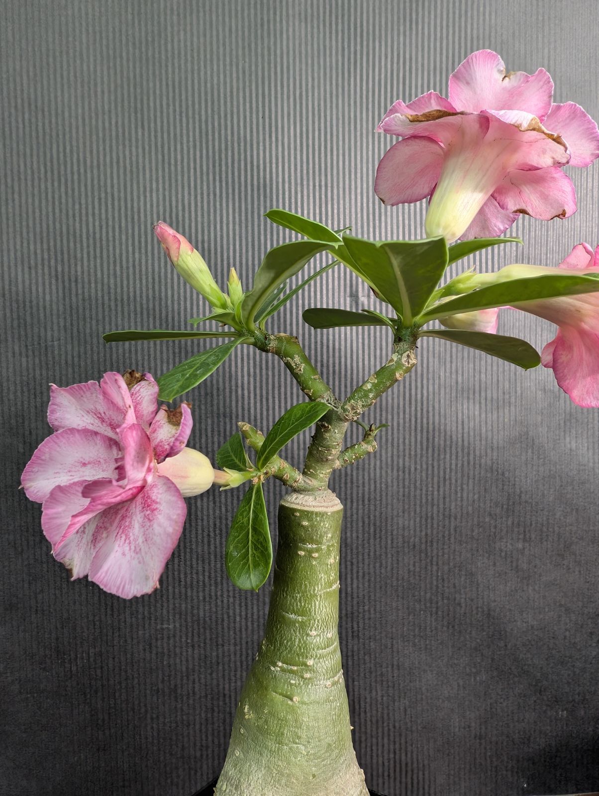 観葉植物 八重咲きのアデニウム　天空のバラ　ミゲル　ピンク　4寸鉢