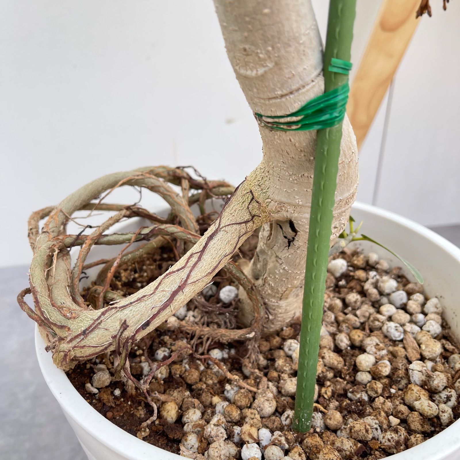 朴ベンガレンシス　180センチ　尺2 現品 観葉植物 フィカスベンガレンシス」の人気商品一覧・価格比較 - 価格