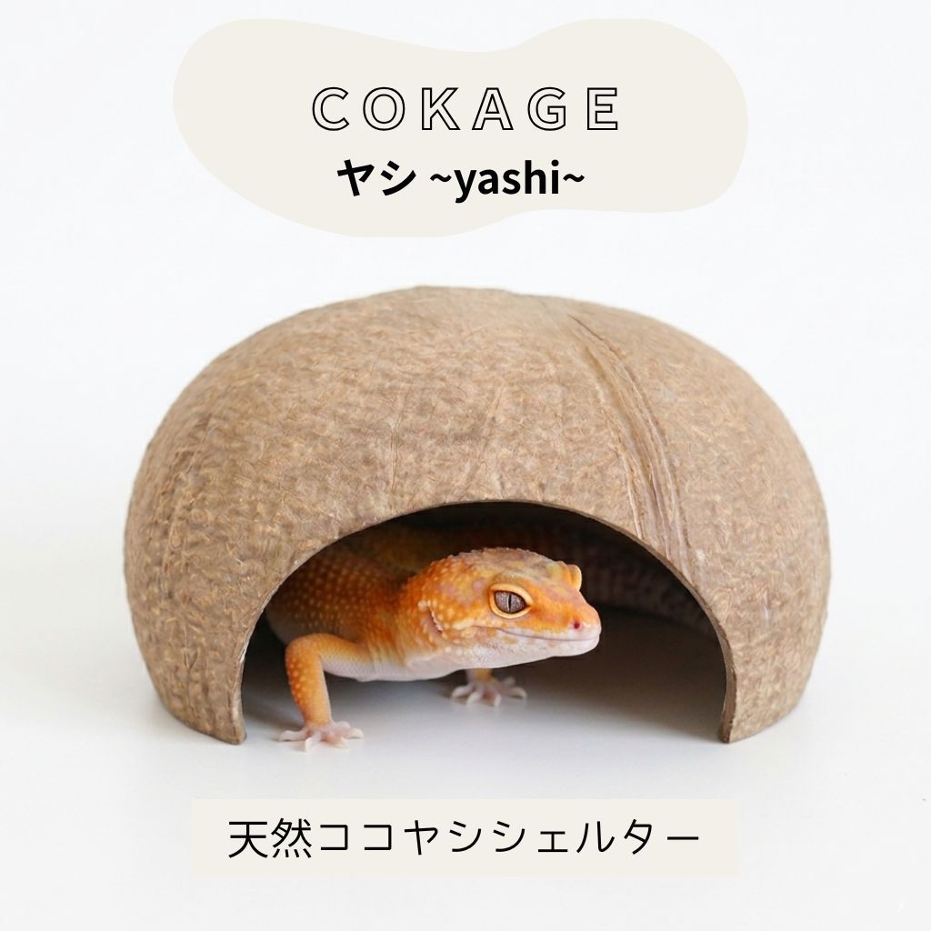 COKAGE爬虫類シェルター【ヤシ ~yashi~】ランダム発送 レオパニシアフ