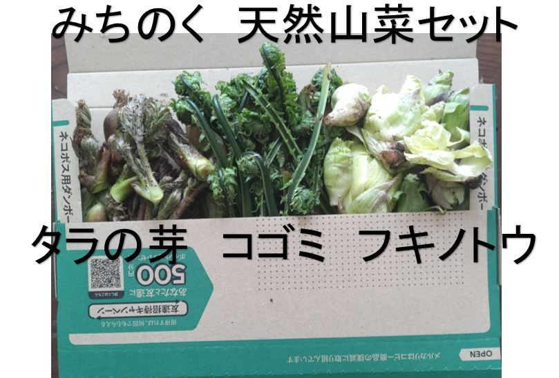 即日発送！山菜3種セット（フキノトウ・コゴミ・タラの芽）無農薬