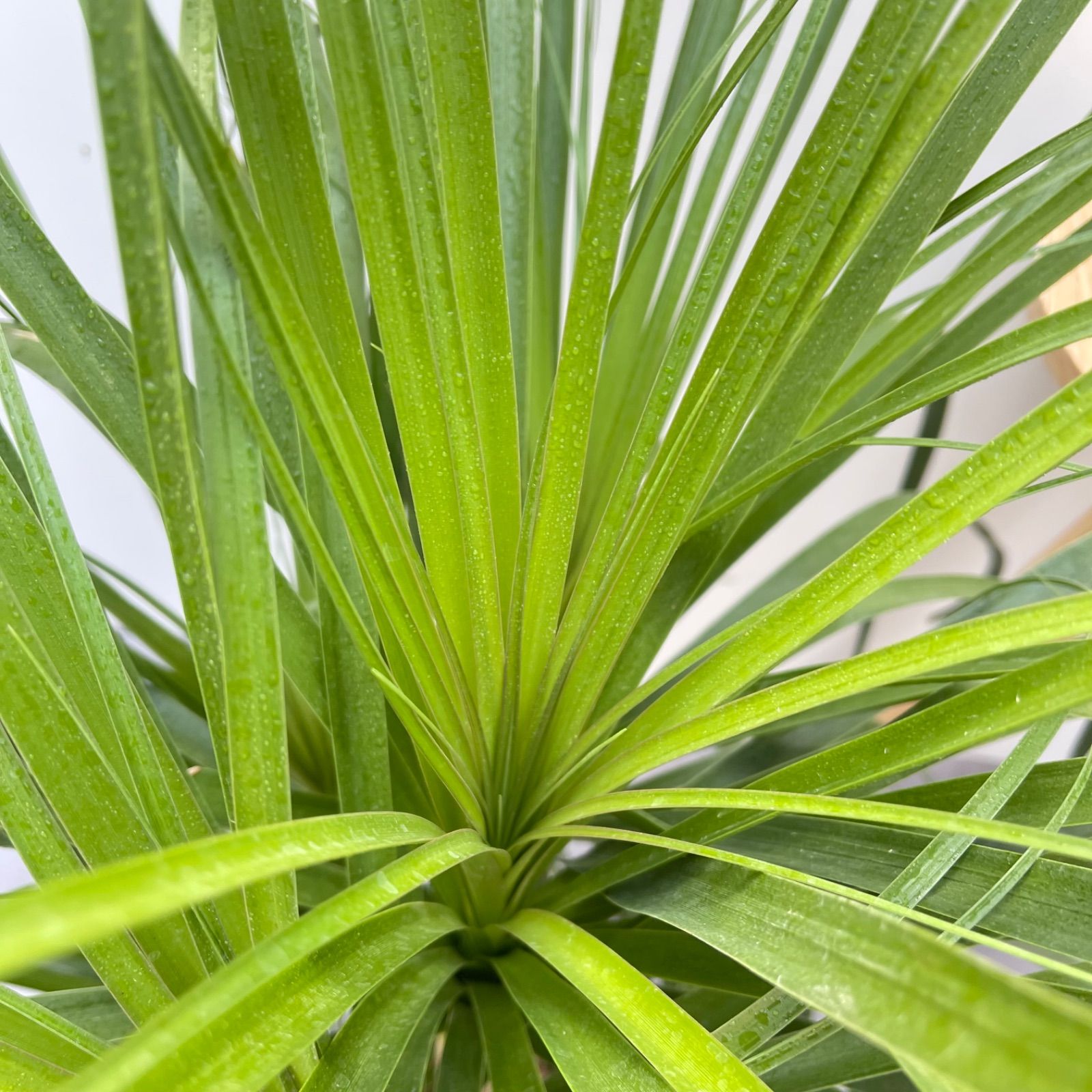 トックリラン ポニーテール ノリナ 5【現品】観葉植物 大型 室内