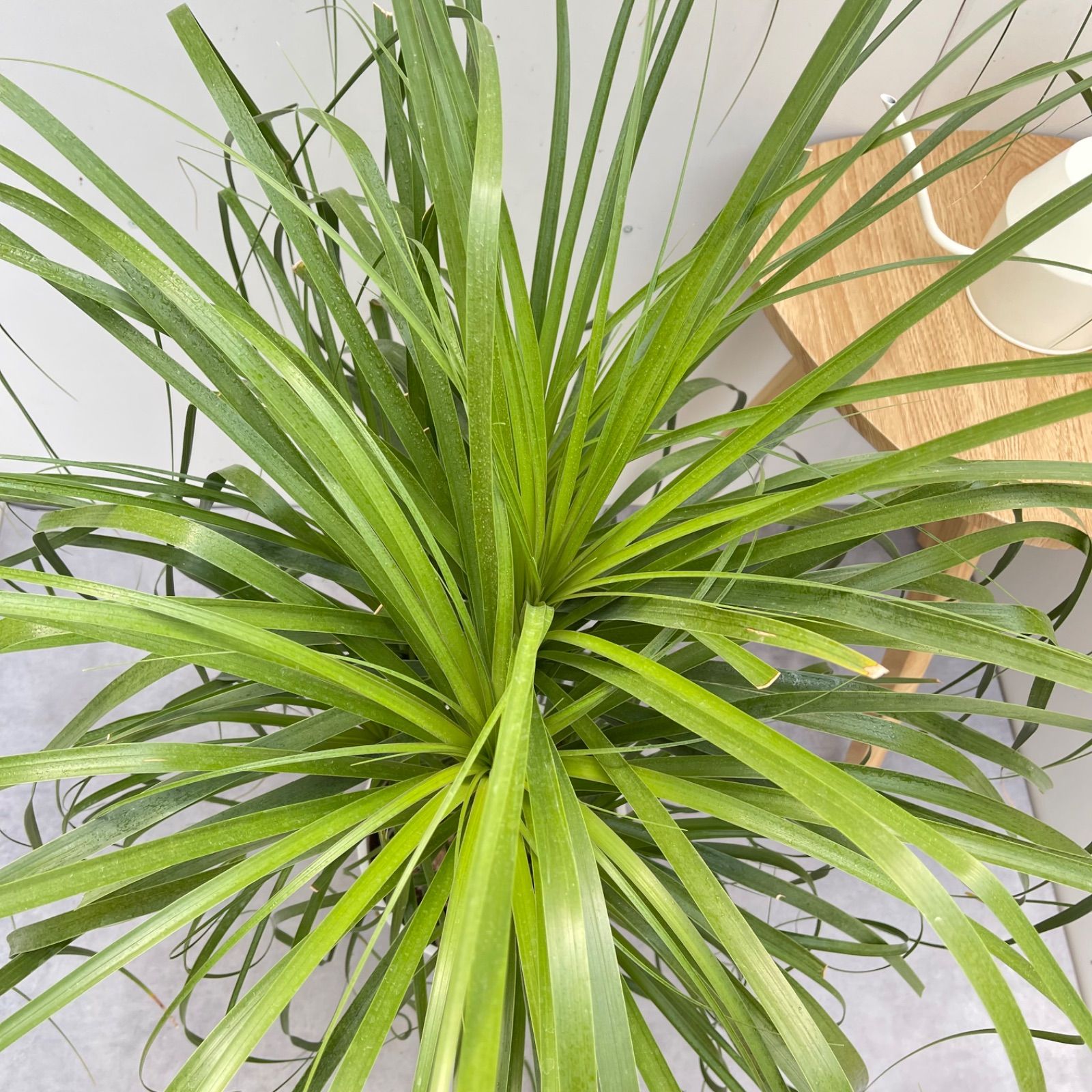 トックリラン ポニーテール ノリナ 5【現品】観葉植物 大型 室内