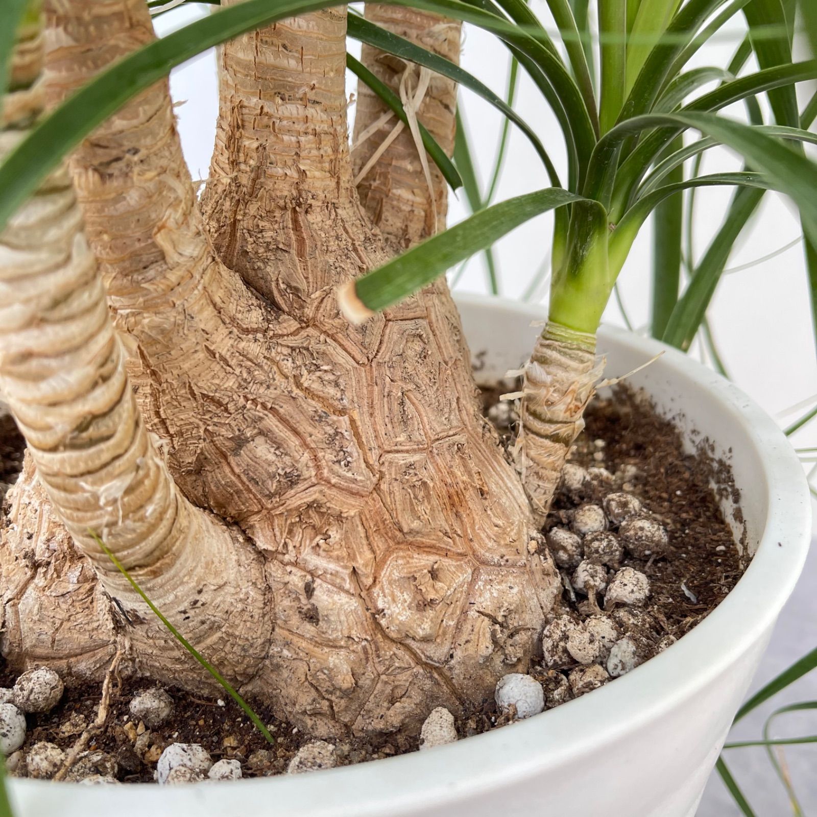 トックリラン ポニーテール ノリナ 5【現品】観葉植物 大型 室内 