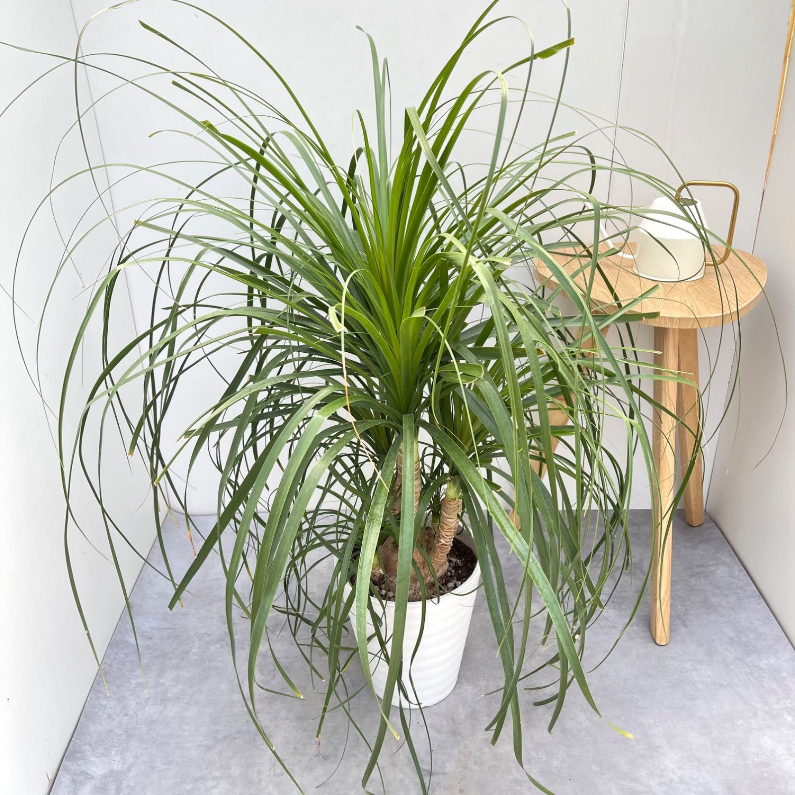 トックリラン ポニーテール ノリナ 5【現品】観葉植物 大型 室内