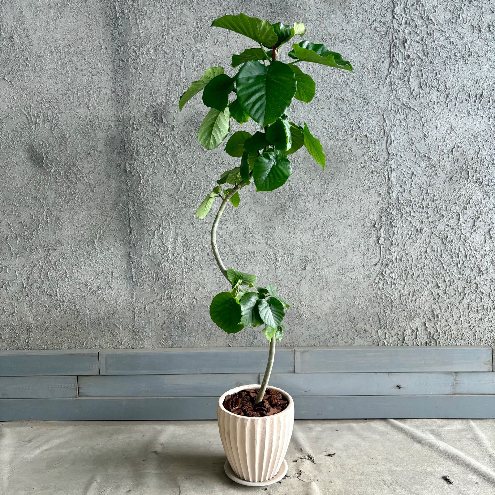 大型 螺旋 美形 フィカス ウンベラータ 8号 テラコッタ鉢植え ホワイト 