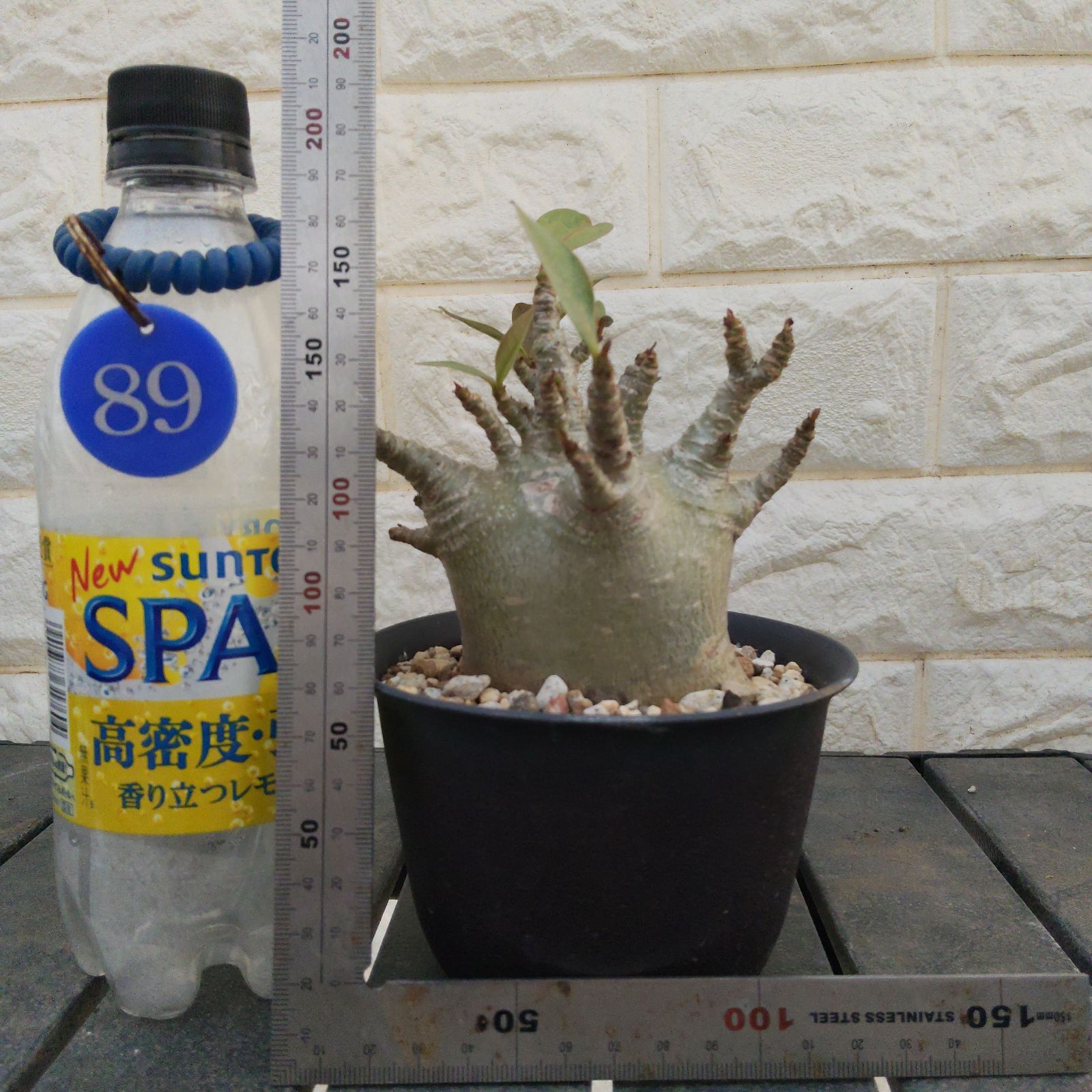 a89 アデニウム タイソコトラナム コーデックス アラビクム アラビカム