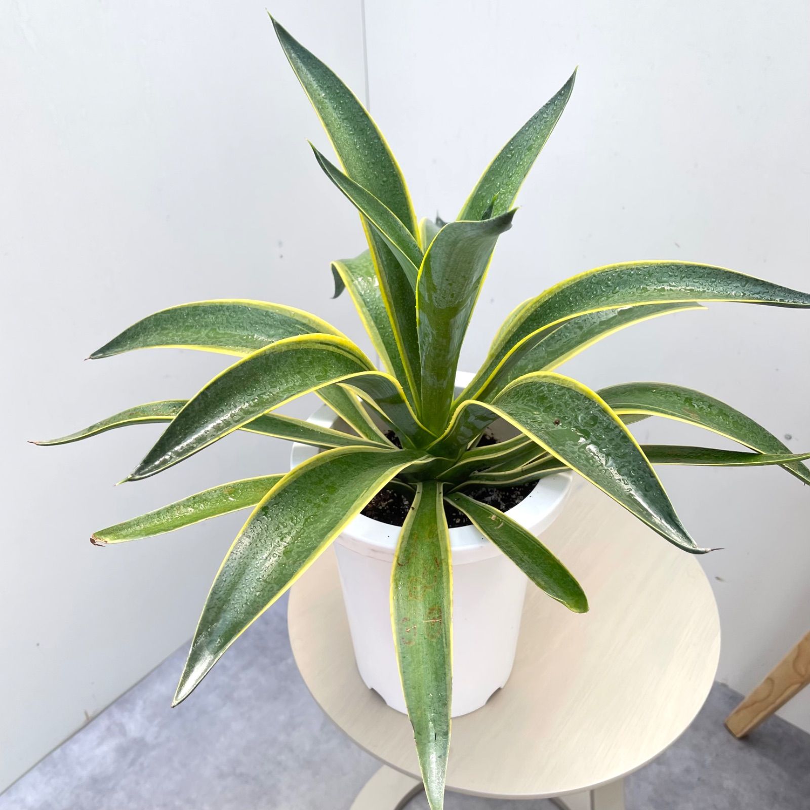 アガベ ベネズエラ錦 17【現品】観葉植物 ドライガーデン 6号 - メルカリ