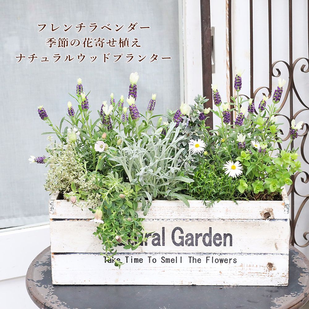 現品販売 フレンチラベンダー＆季節の花寄せ植え ナチュラル ウッドプランター W40cm×H35cm 庭 ガーデニング