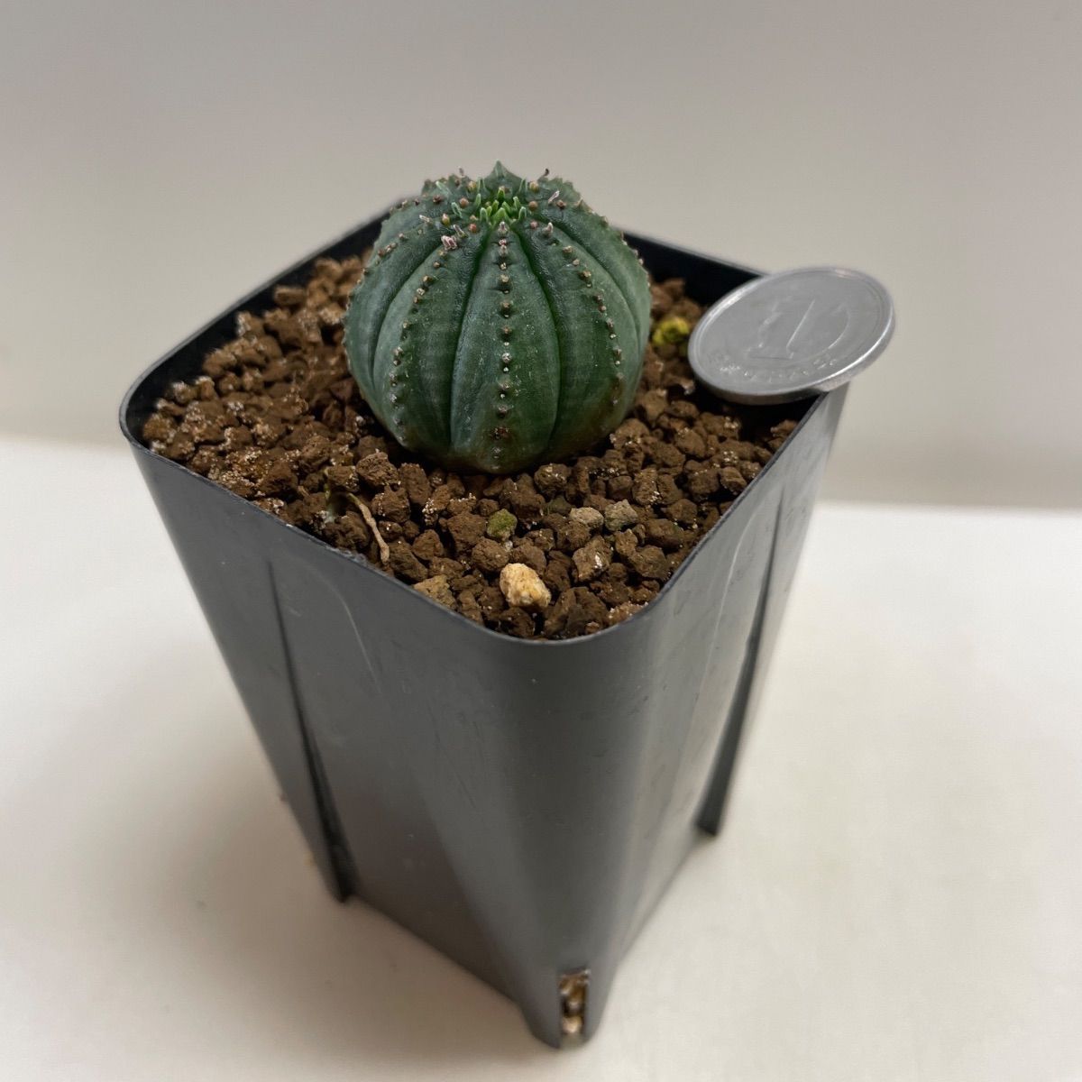 多肉植物 ユーフォルビア オベサ 抜き苗 根付き - メルカリ