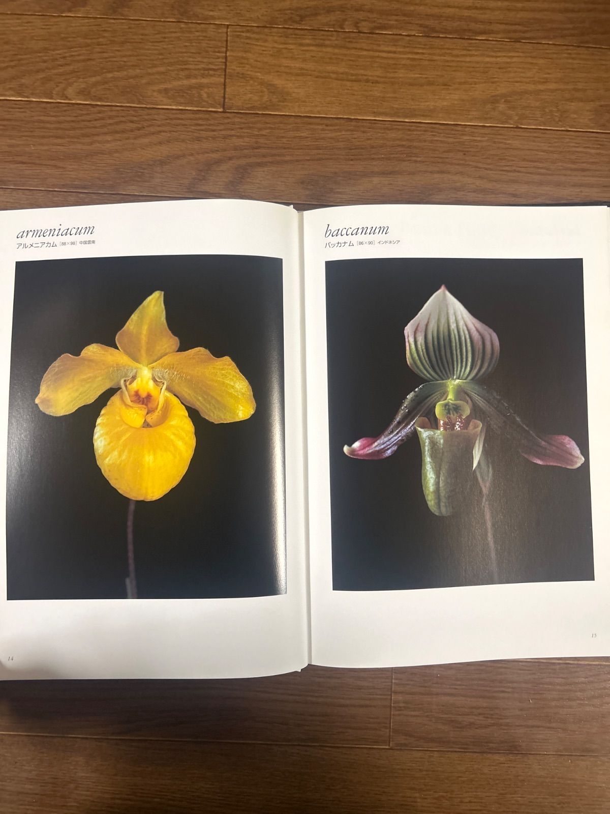 「パフィオペディルム大図鑑 魅惑の原種120」 パフィオペディルム大図鑑 魅惑の原種120」 【公式通販】