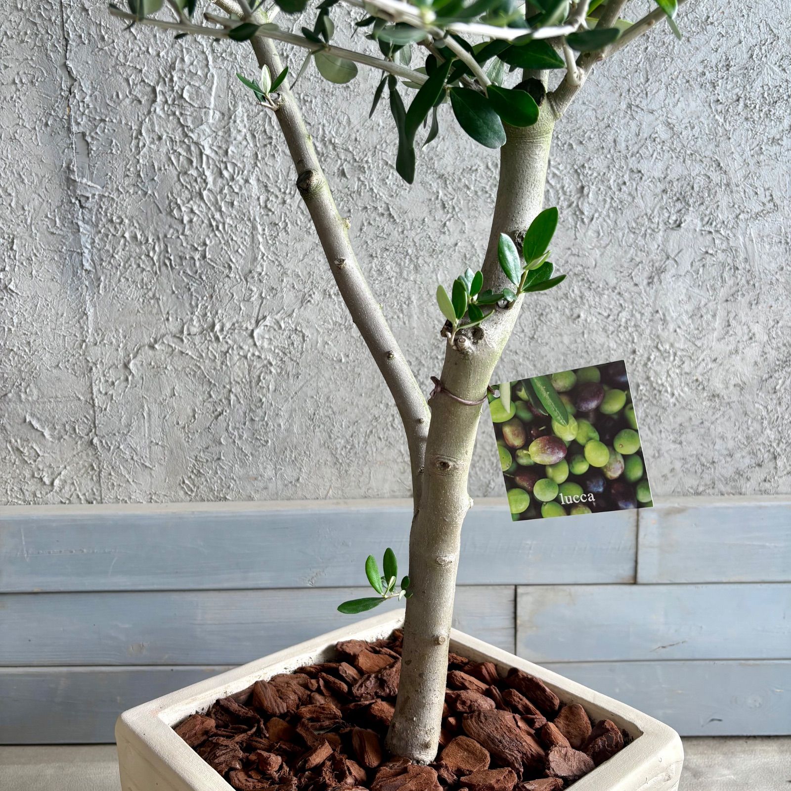 人気品種 美形 オリーブの木 souju ルッカ 9号 テラコッタ鉢植え