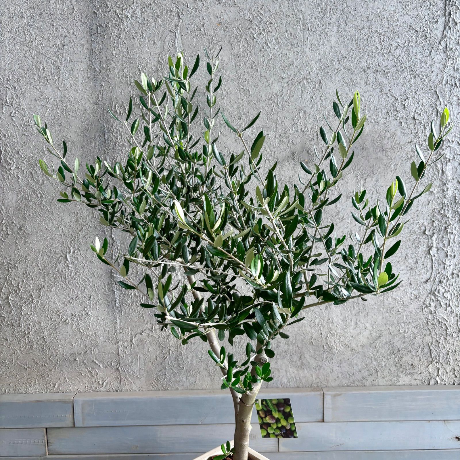 人気品種 美形 オリーブの木 souju ルッカ 9号 テラコッタ鉢植え