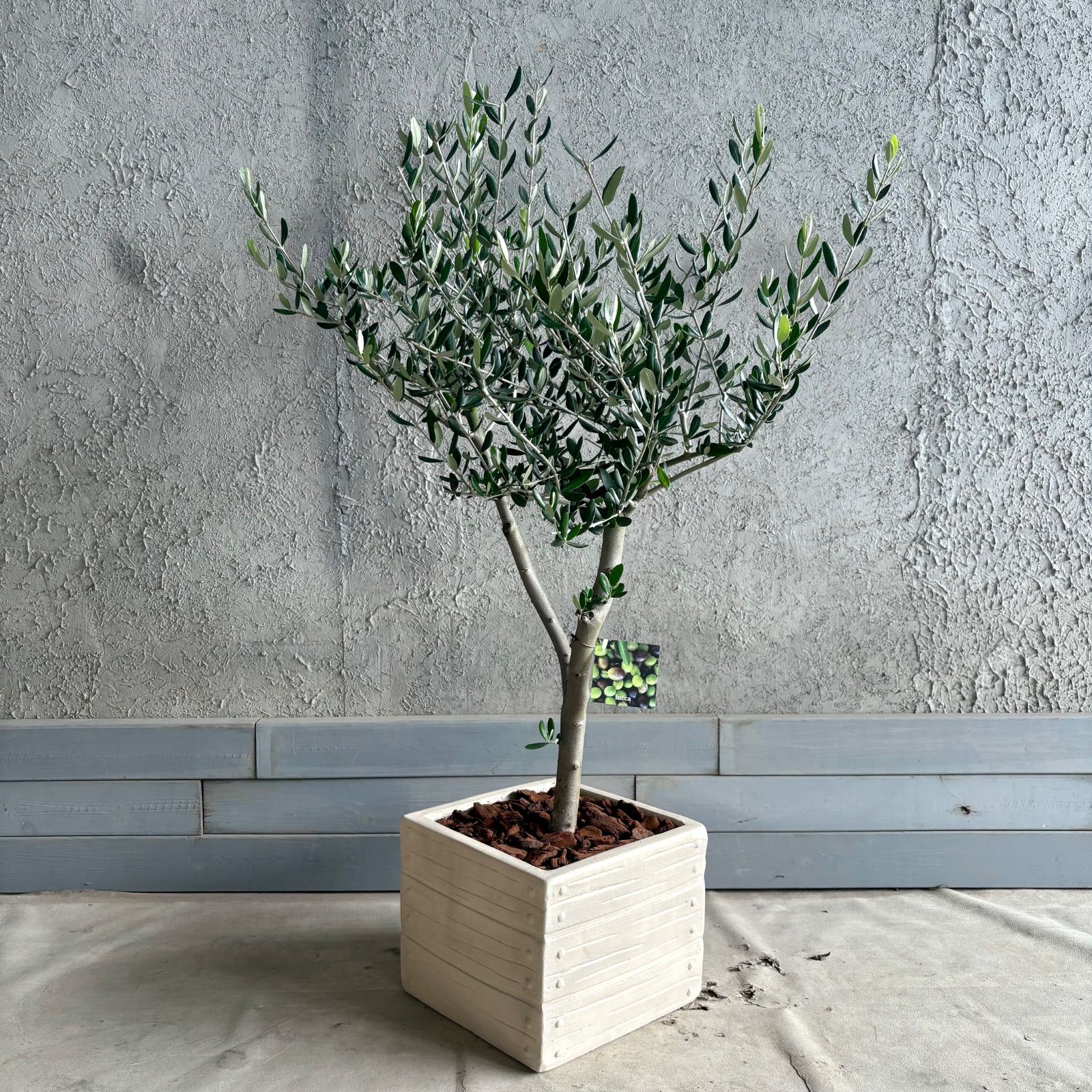 大型§ オリーブの木 ルッカ リボンモチーフテラコッタ鉢植え 苗 