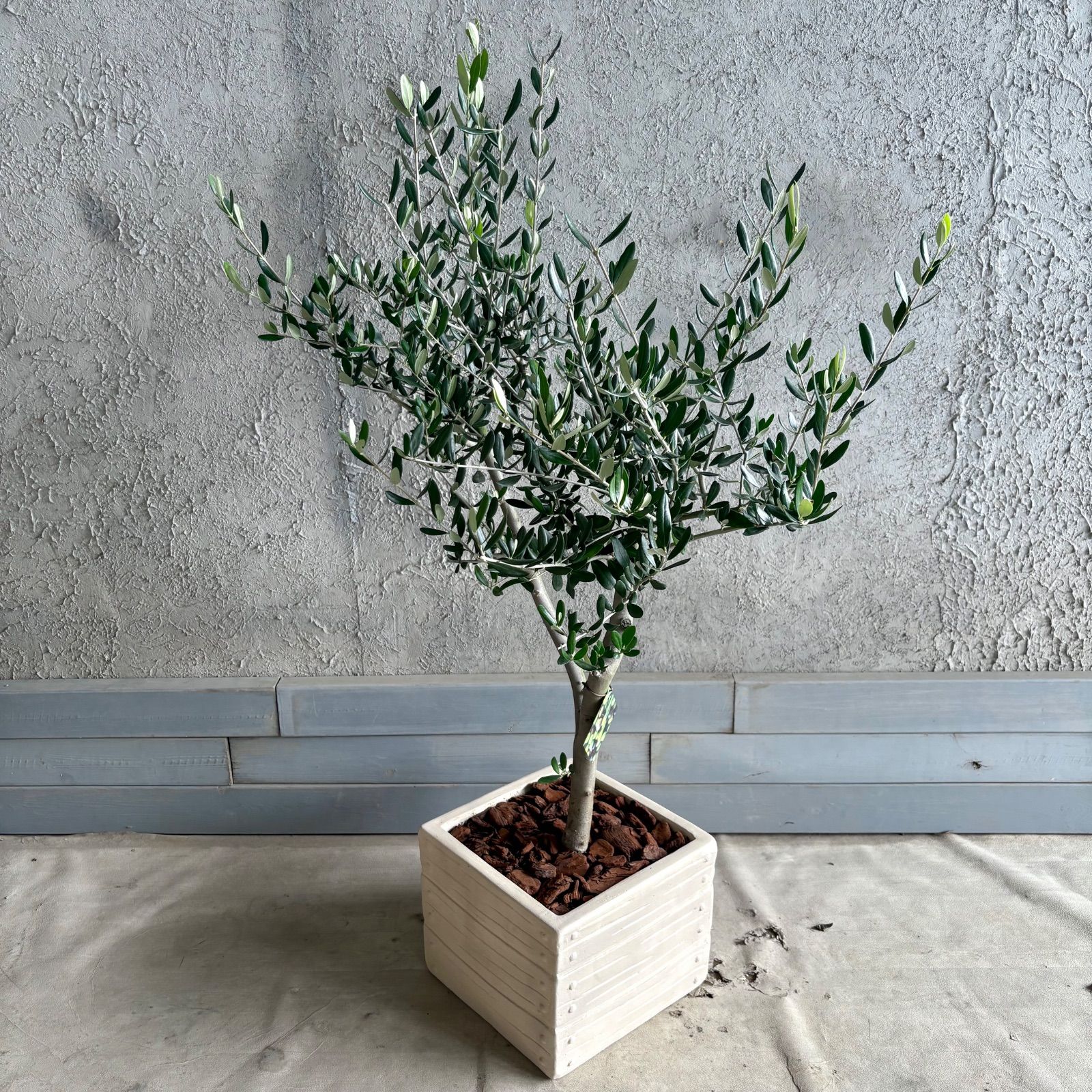 人気品種 美形 オリーブの木 souju ルッカ 9号 テラコッタ鉢植え