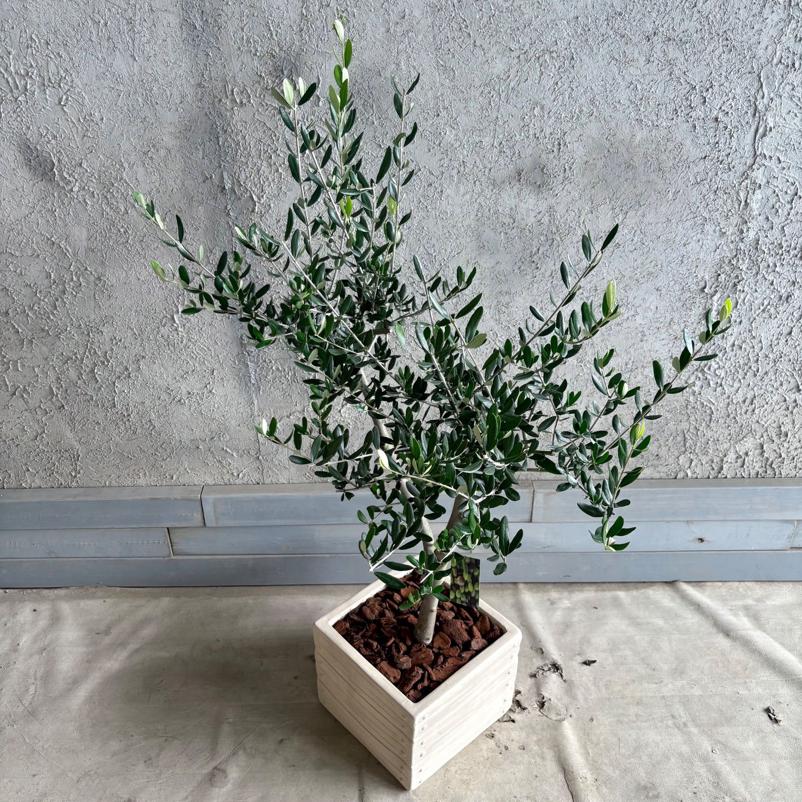 人気品種 美形 オリーブの木 souju ルッカ 9号 テラコッタ鉢植え