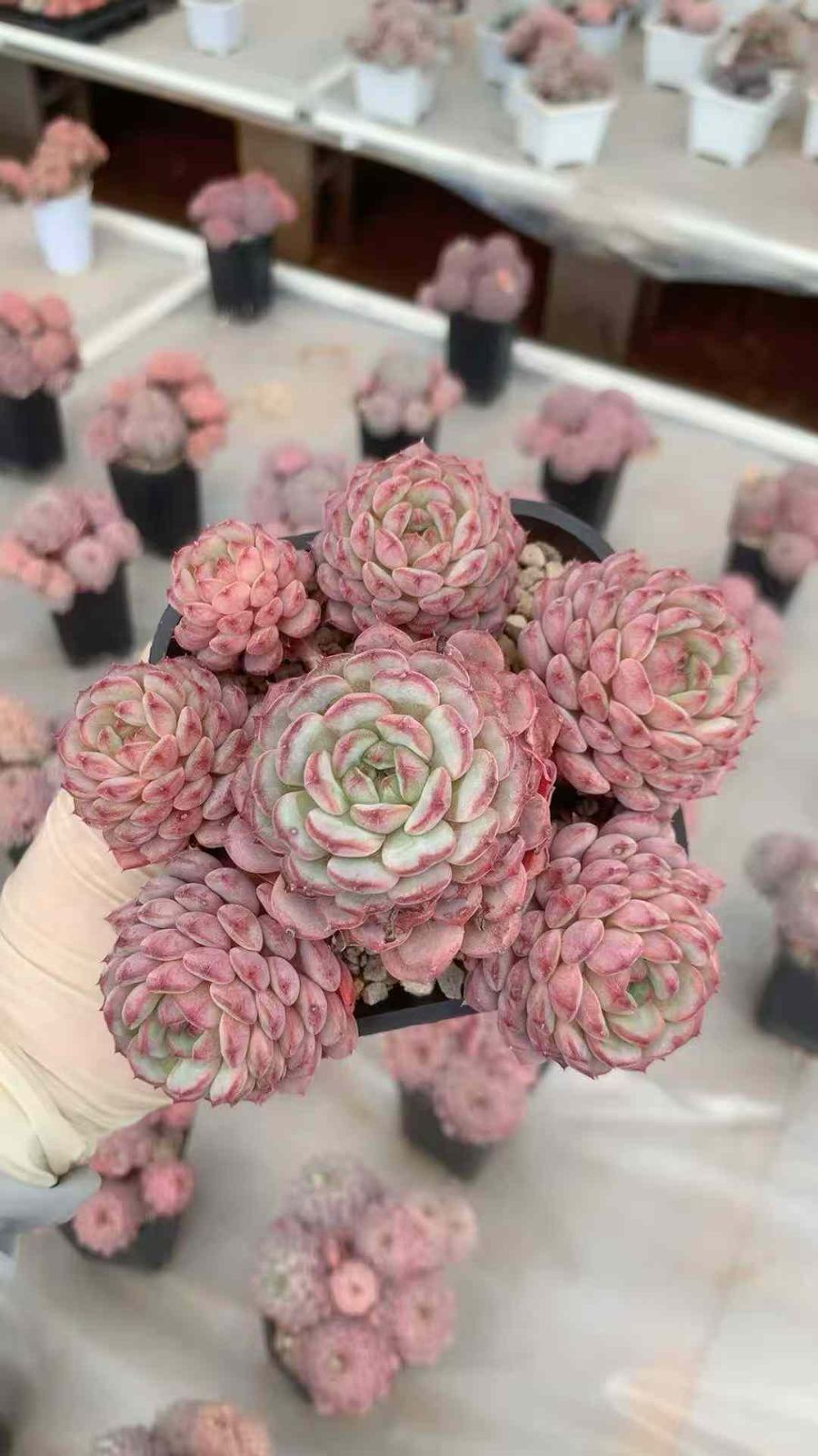 新入荷 オールドスタンプ×12株 Z5604抜き苗 多肉植物 詰め合わせ