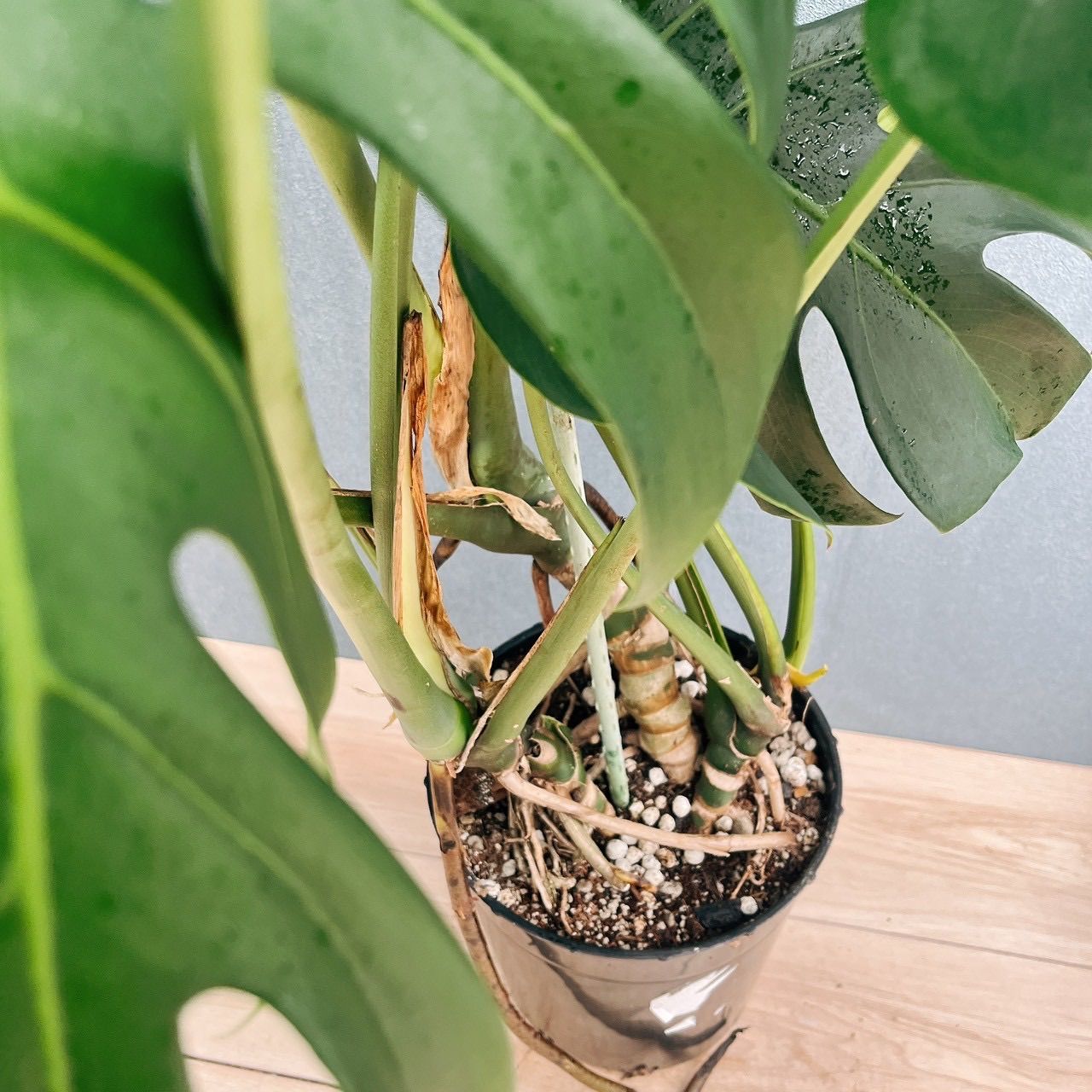 現品］31番 モンステラ デリシオーサ 幹上がり 7号 観葉植物 室内 大型 
