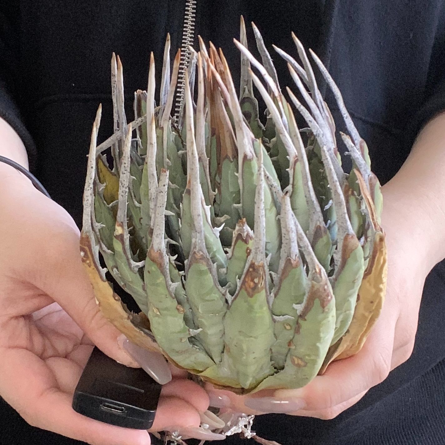 P6257】【US選抜輸入 ！】アガベ ユタエンシス エボリスピナ Agave
