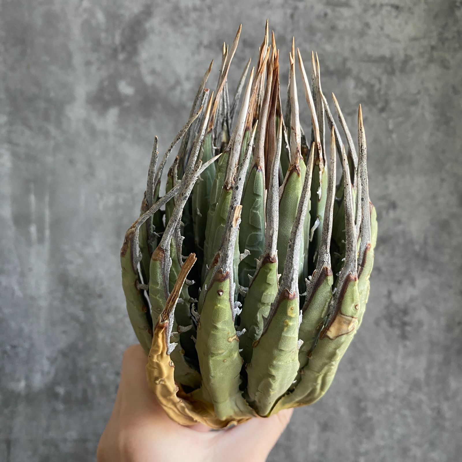 P6257】【US選抜輸入 ！】アガベ ユタエンシス エボリスピナ Agave