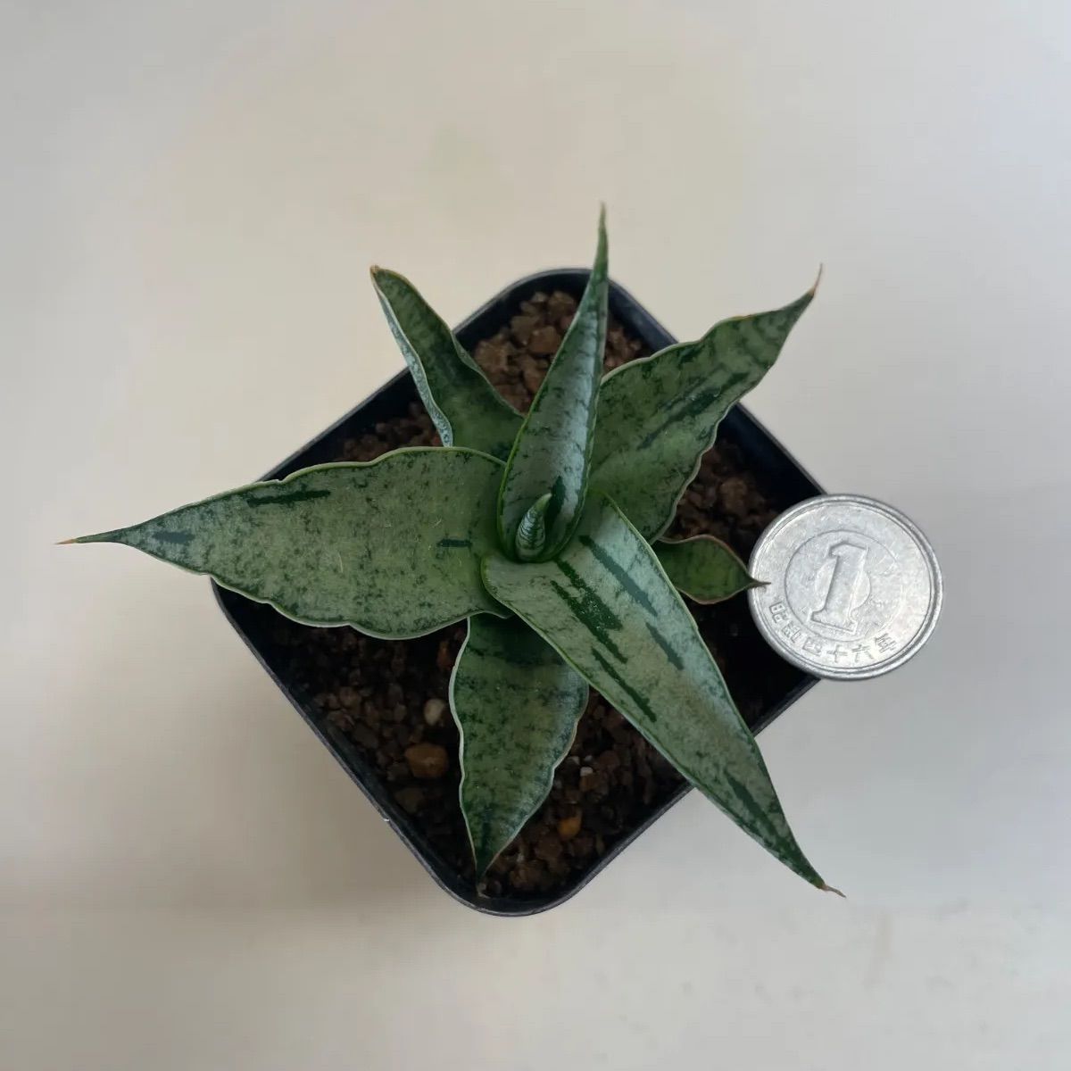 多肉植物 サンスベリア カシー(レア) 抜き苗 根付き - メルカリ
