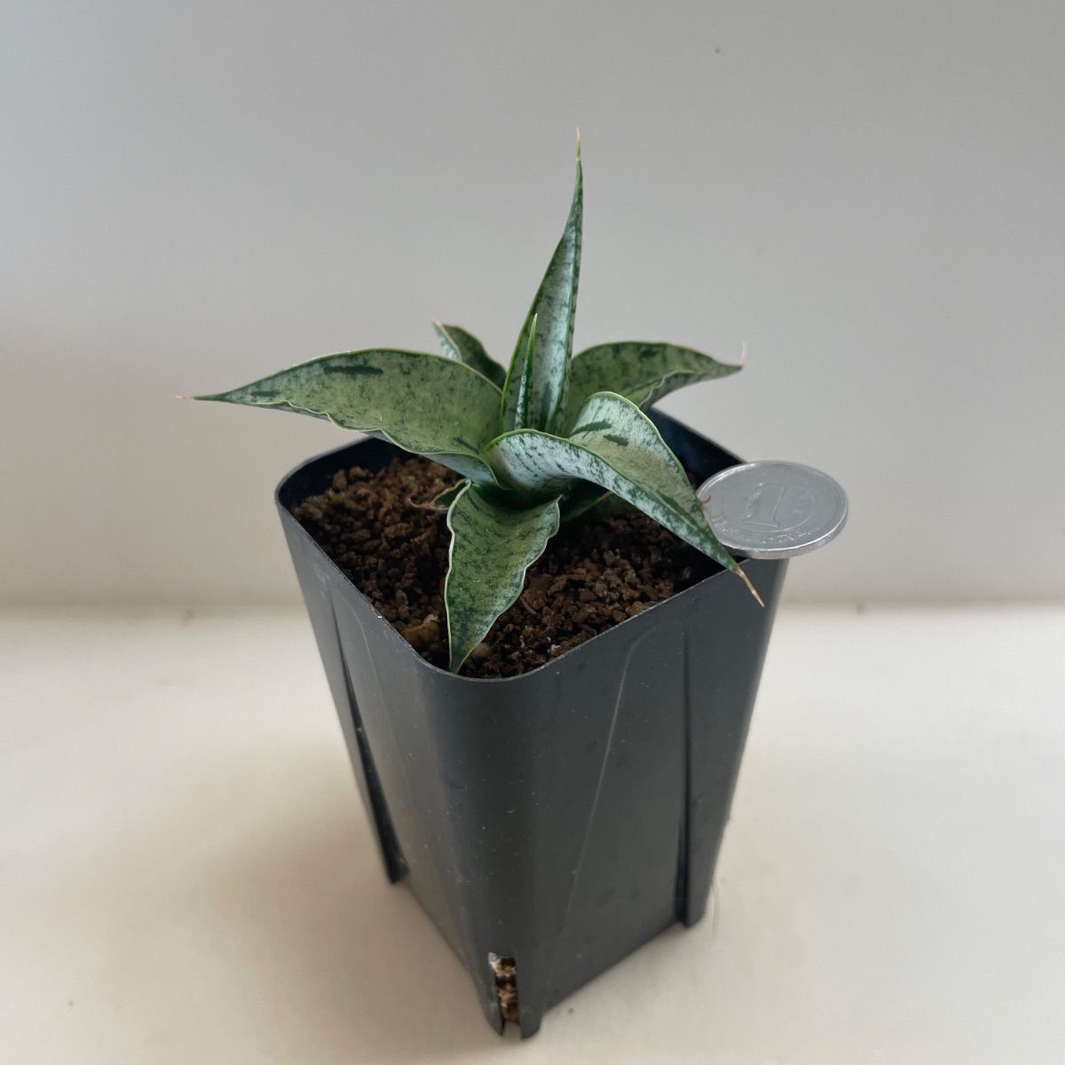 多肉植物 サンスベリア カシー(レア) 抜き苗 根付き - メルカリ