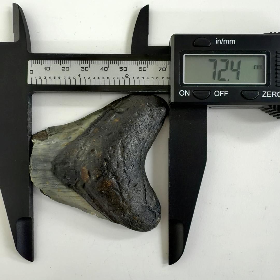 メガドロン歯の化石 メガロドンの歯の化石 mgaz5004 | Megalodon-teeth.jp