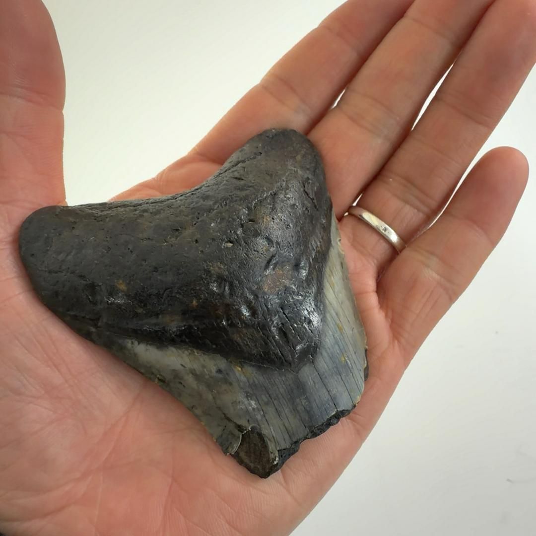 メガドロン歯の化石 メガロドンの歯の化石 mgaz5004 | Megalodon-teeth.jp