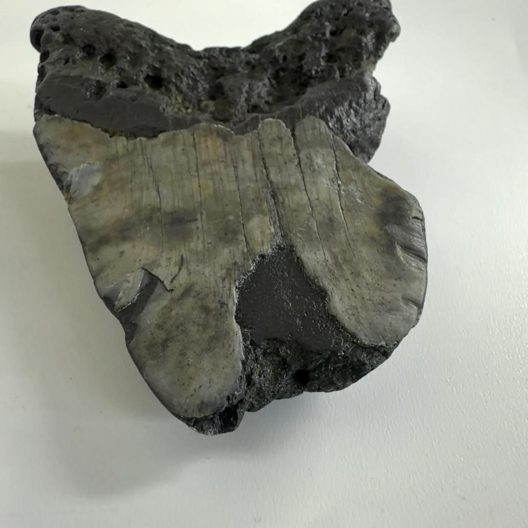 ムカシオオホオシロサメ メガロドンの歯