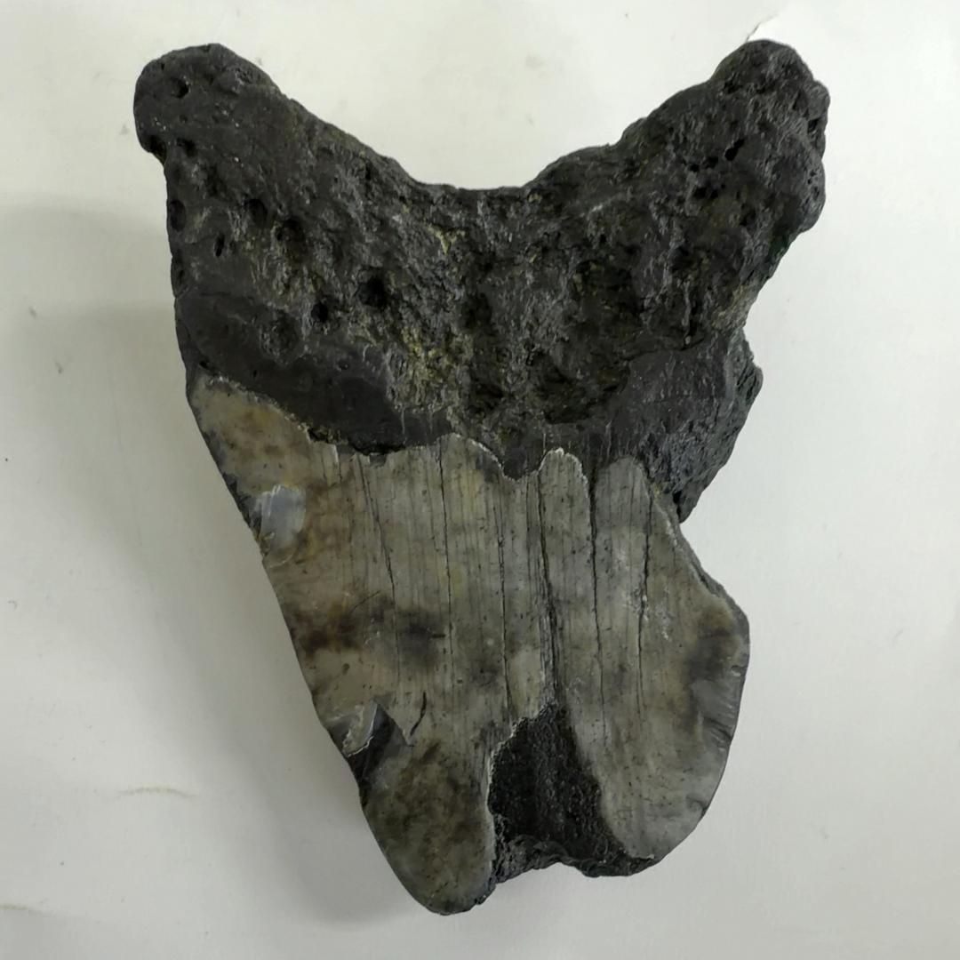 メガロドンの歯