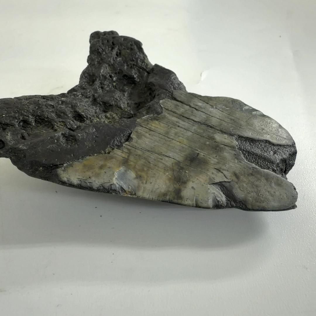  E34003 巨大サメ メガロドン 歯の化石 ムカシオオホオシロサメ メガロドンの歯 化石 鉛筆立て 置物 インテリア小物