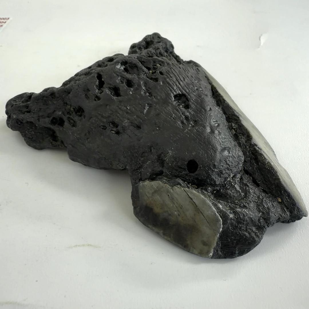 メガロドンの歯 化石