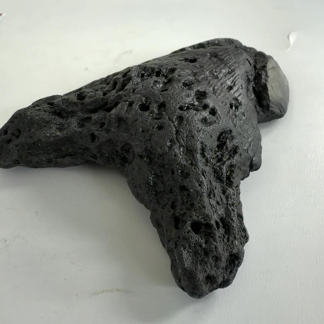 歯の化石 ムカシオオホオシロサメ