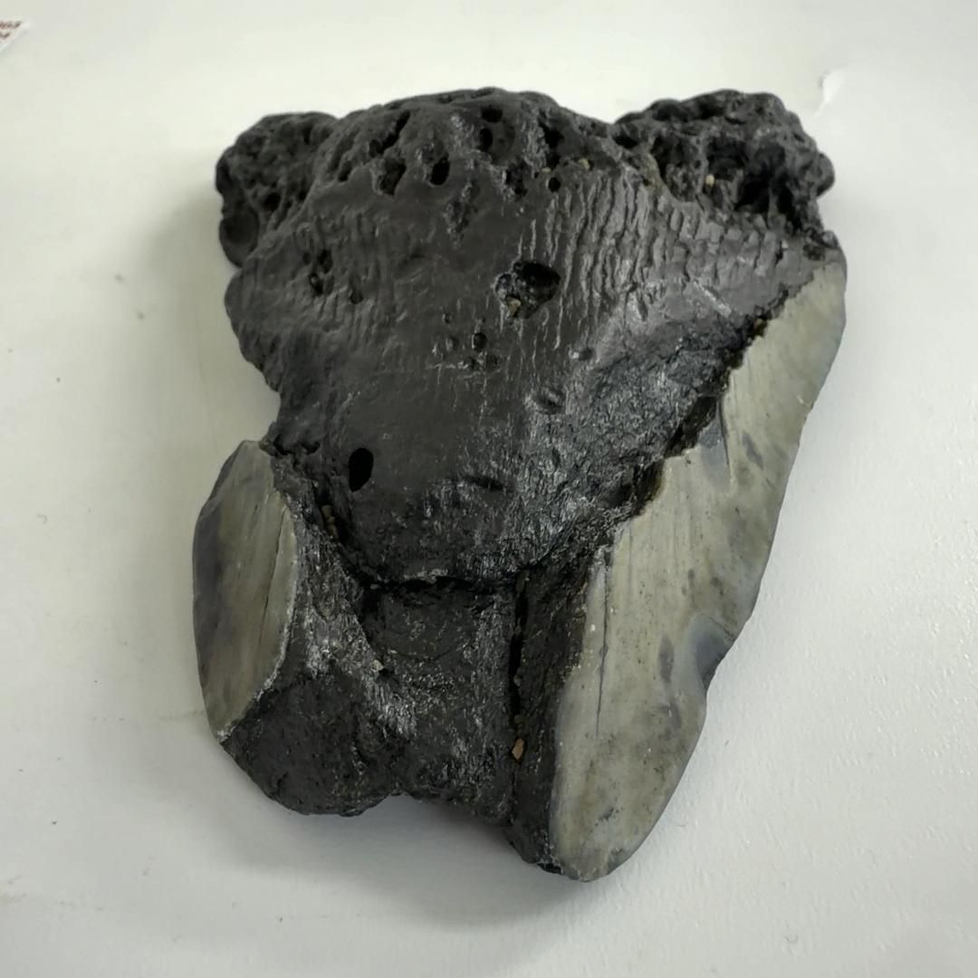 メガロドン 歯の化石