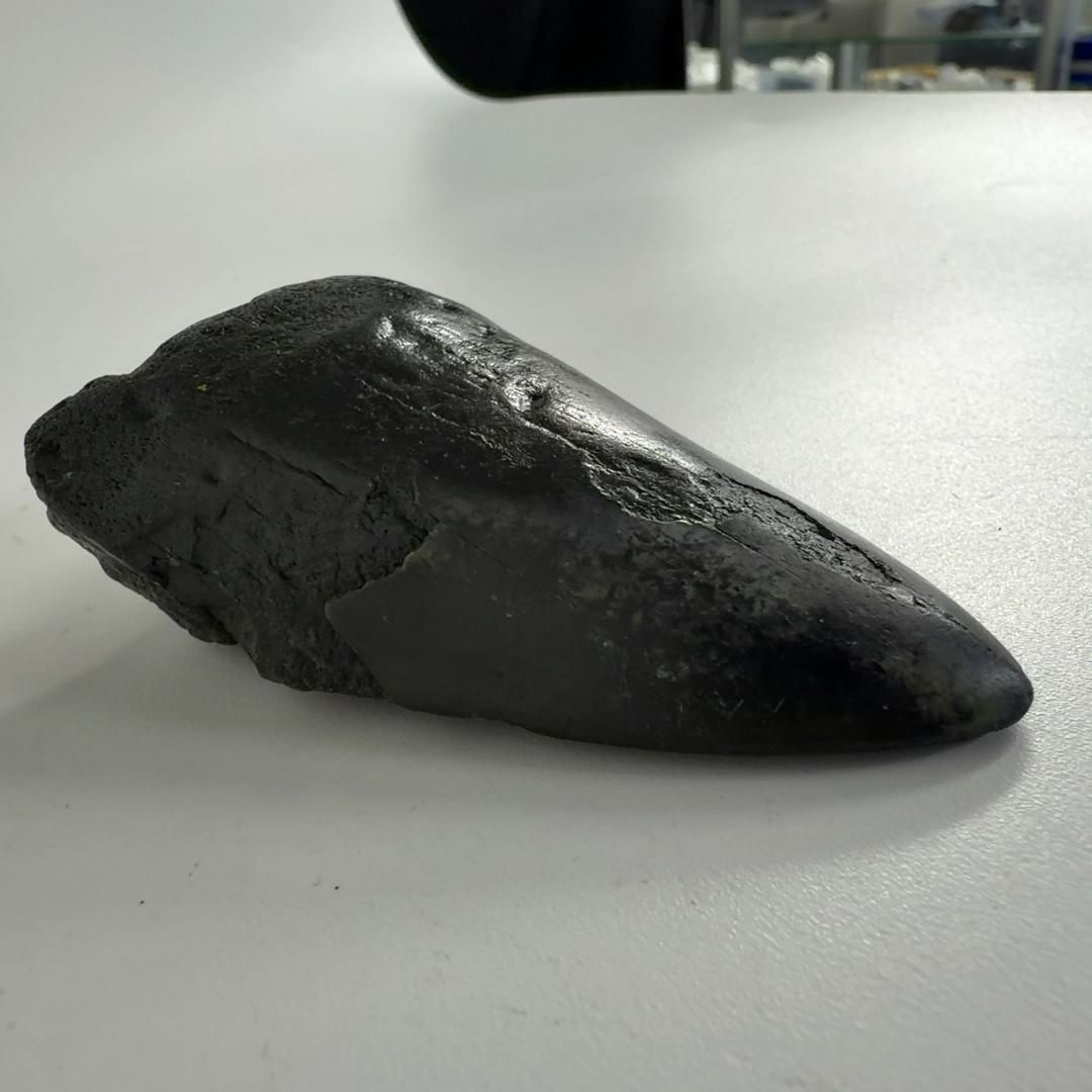 巨大サメ メガロドン