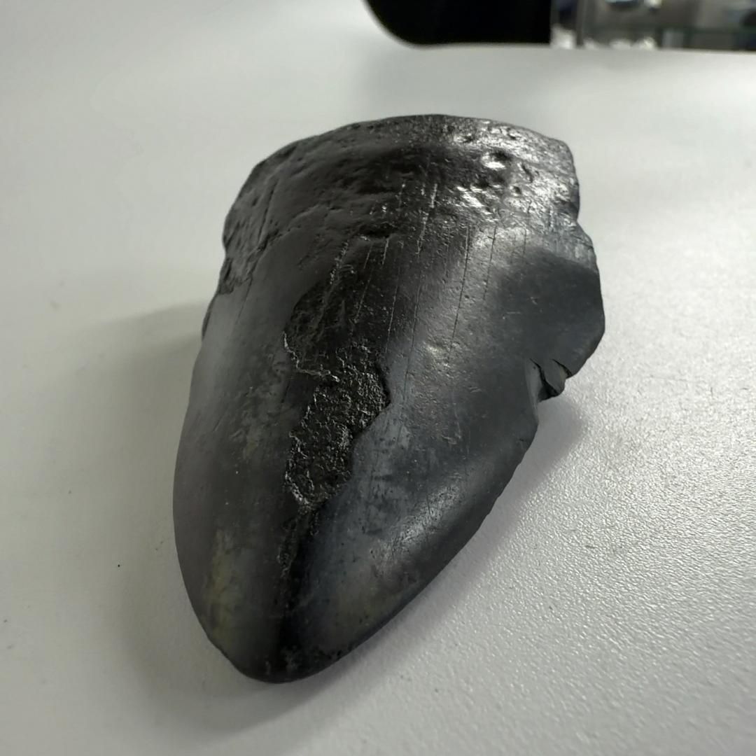 歯の化石 ムカシオオホオシロサメ