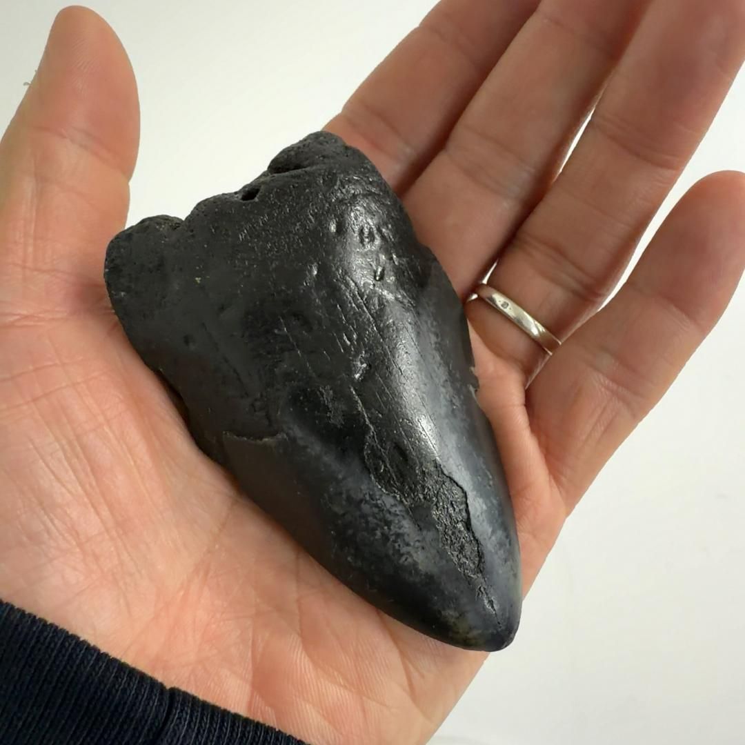 メガロドンの歯 化石