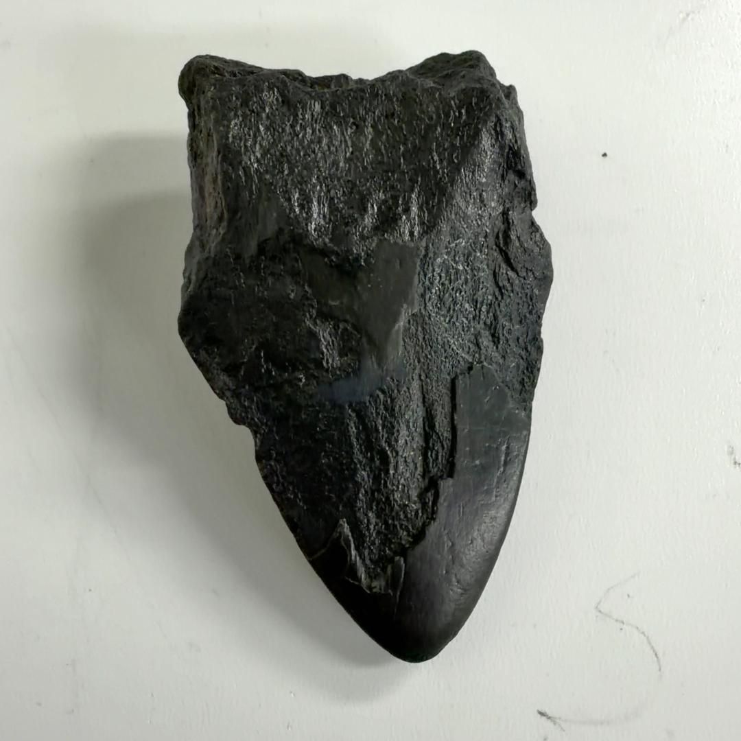 歯の化石 ムカシオオホオシロサメ